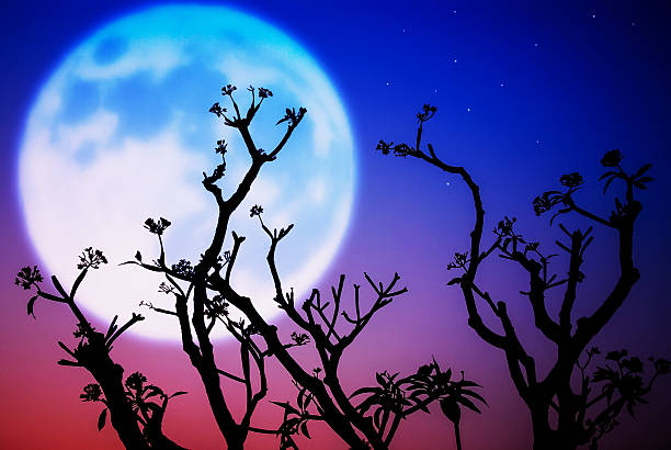 istock Silhouette of flower and tree on blur Moon background. 517416172