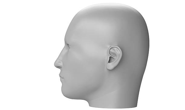 istock model of a humane head isolated on white 517416736