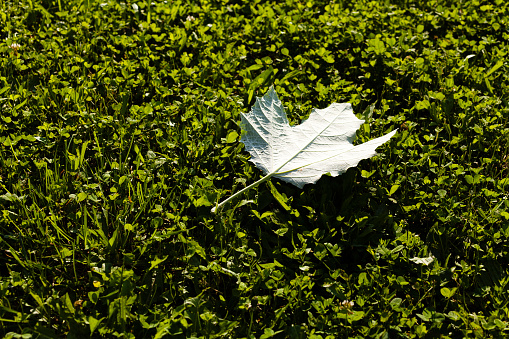 Fallen leaf on beautiful green grass