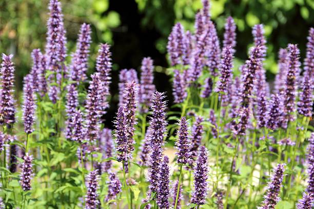 Wrinkled agastache blossoms Agastache rugosa blossoms 'Black Adder' -traditional Chinese medicine. agastache stock pictures, royalty-free photos & images