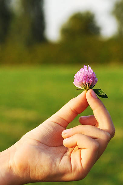 istock Clover in child's hand 517417503