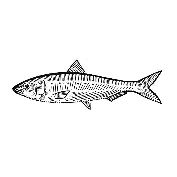 Sardine (Pilchard) Hand Drawn Vector Illustration of a Sardine sardine stock illustrations