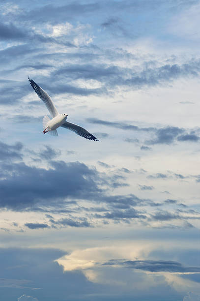 istock Seagull flying in sunset sky with clouds, Freedom concept 517417776