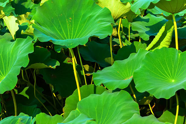 istock Big leaves of lotus 517418249