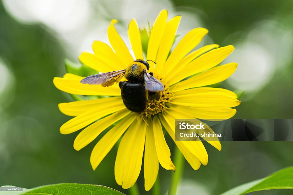 Abeille menuisière et Tetragonotheca helianthoides - Photo de Abeille menuisière libre de droits