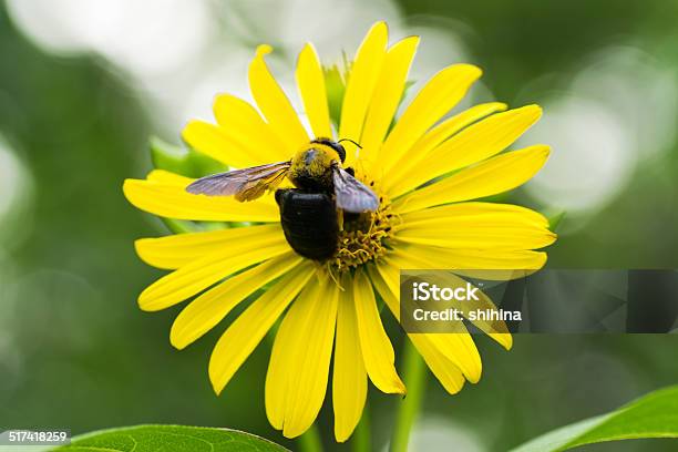 Photo libre de droit de Abeille Menuisière Et Tetragonotheca Helianthoides banque d'images et plus d'images libres de droit de Abeille menuisière - Abeille menuisière, Abeille, Agression