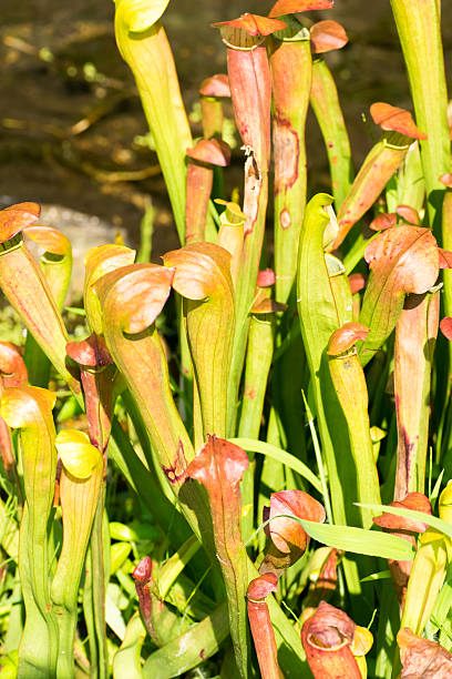 istock Sarracenia alata, Sarraceniaceae, North America 517418261