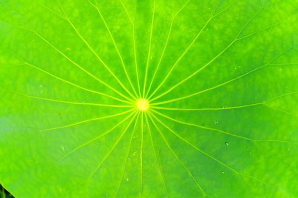istock Big leaves of lotus 517418345