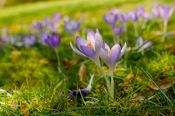 istock Crocuses in blossom on the meadow 517418616