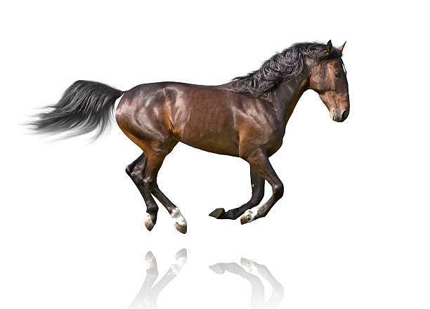 istock isolate of the brown horse galloping 517418700