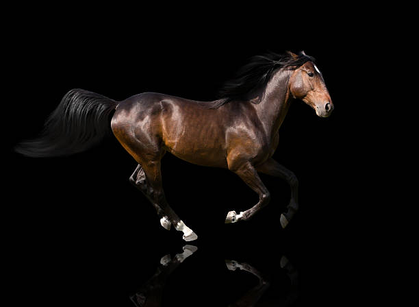 istock isolate of the brown horse galloping on the black background 517418720