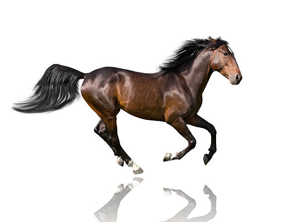 istock isolate of the brown horse galloping on the white background 517418760