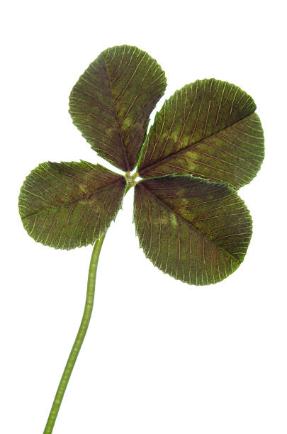 istock four-leaf clover for good luck isolated on white background 517419442