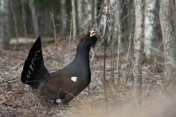 capercaillie macho - urogallo fotografías e imágenes de stock