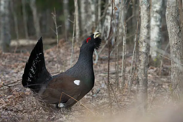 Western capercaillie (Tetrao urogallus), male bird in the forest.