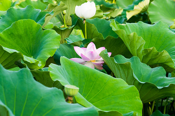 istock Lotus flowers 517419835
