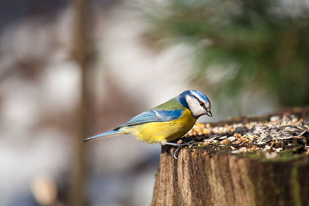 Bluetit Wonderful shot of a blue tit swallow bird stock pictures, royalty-free photos & images