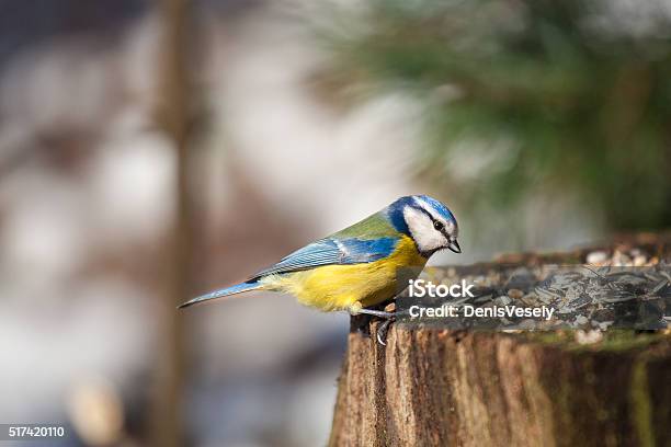 Bluetit Stock Photo - Download Image Now - Bird, Feeding, Eating