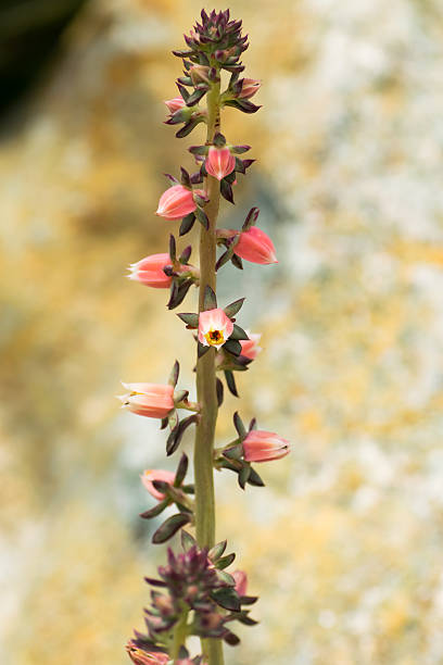 istock Echeveria nodulosa, Crassulaceae 517420259