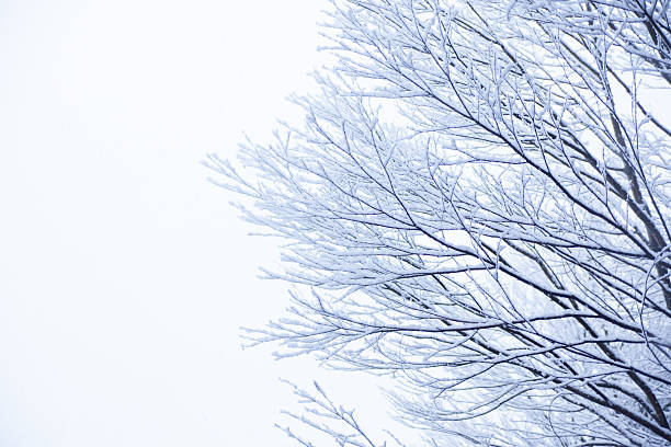 Snow, snow scene, covered with snow in Japan