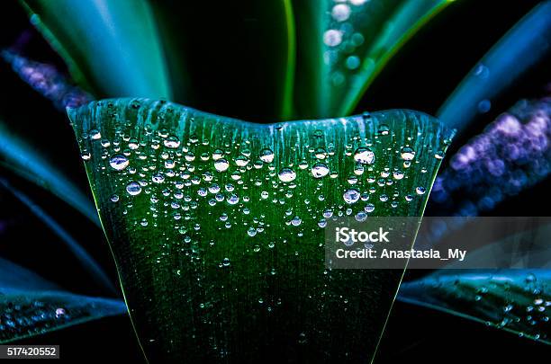 Water Drops On Agave Stock Photo - Download Image Now - Macrophotography, Leaf, Water