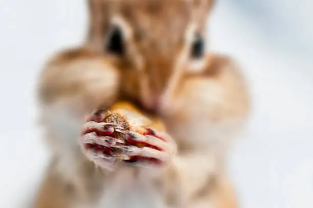chipmunk eating a nut
