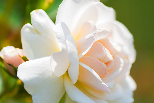 Close up of historical white Rose, Prosperity