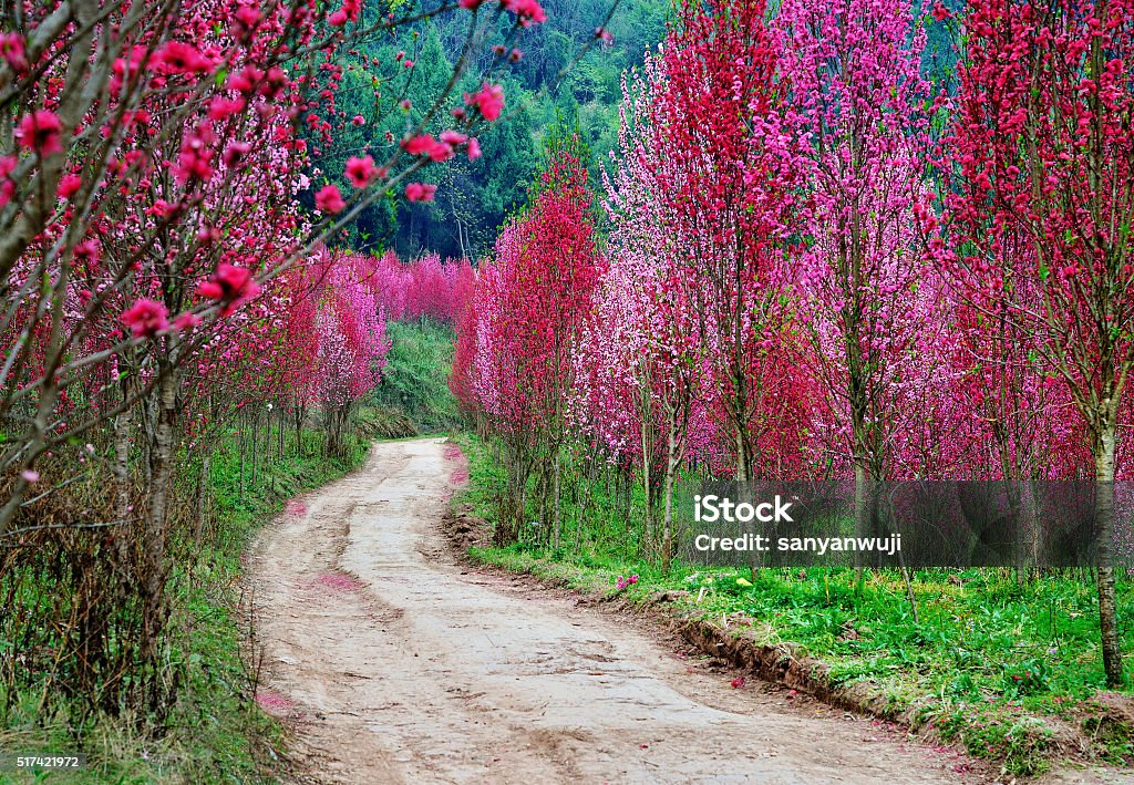 Flowers of country roads Rural landscape in spring, flowers blooming path Abundance Stock Photo