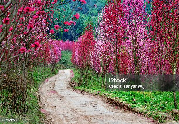 Flowers Of Country Roads Stock Photo - Download Image Now - Abundance, Beauty, Beauty In Nature