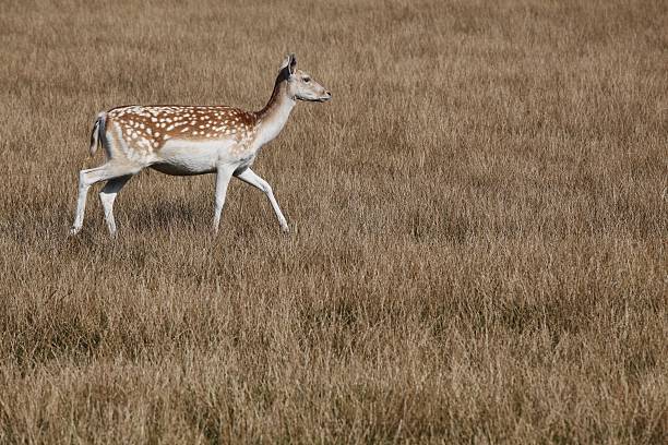 damhirsch - fallow deer fawn deer fallow field stock-fotos und bilder