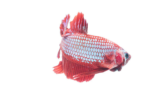 istock beautiful betta splendens isolated on white background 517423013