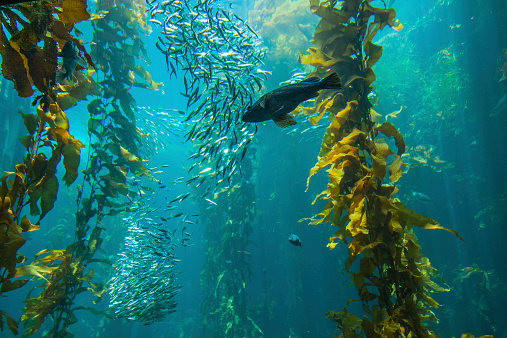A kelp forest in Monterey Bay, California - July 2010