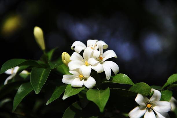 istock Blossom of the white flower 517423221