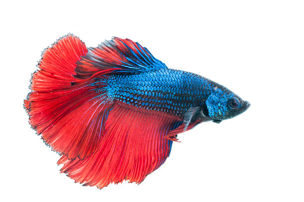 istock beautiful betta splendens isolated on white background 517423249