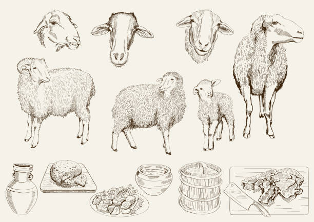 ilustrações de stock, clip art, desenhos animados e ícones de a criação de ovinos - lamb young animal sheep livestock