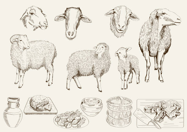 sheep breeding sheep breeding. set of vector sketches on a white background sheep illustrations stock illustrations