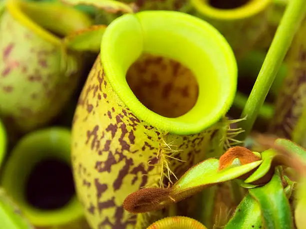 Nepenthes ampullaria., Nepenthaceae, New Guinea