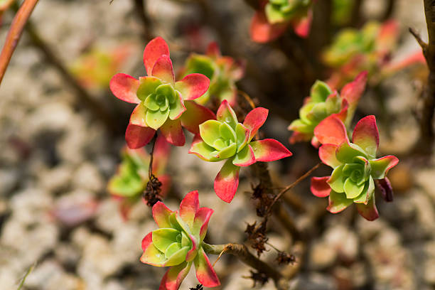 Echeveria nodulosa, Crassulaceae