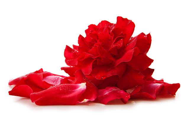 istock Red rose petals and rose. 517441685