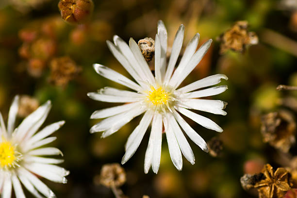istock Delosperm karrooicum, AIZOACEAE, South Africa 517441769