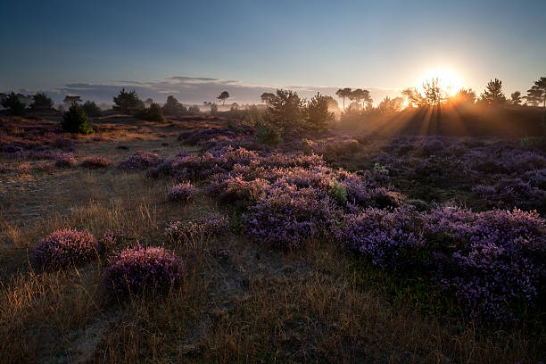 istock summer sunrise over pink heather flowers 517442513