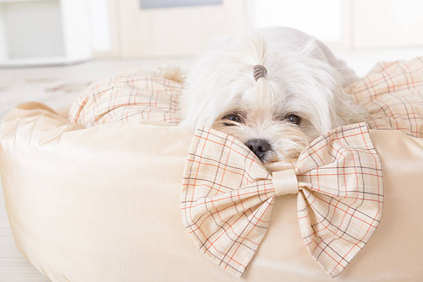 istock Dog on the dog bed 517443457