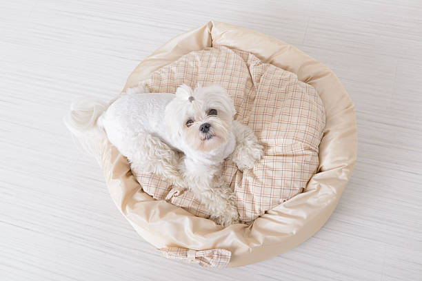 Dog on the dog bed