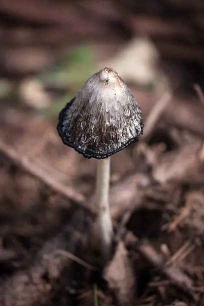 A somewhat ephemeral mushroom