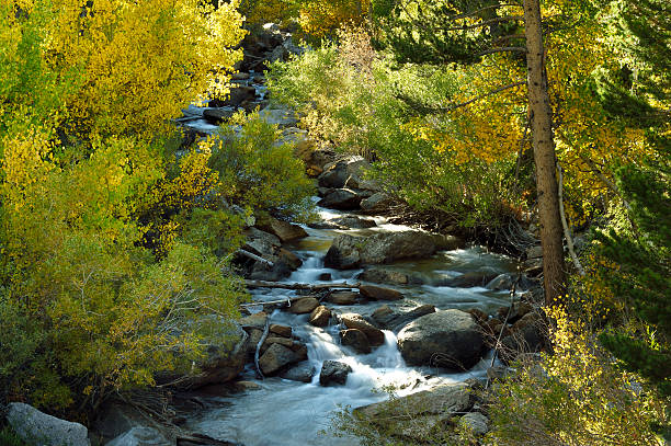 istock Eastern Sierra Fall Colors Along Mountain Creek 517444049