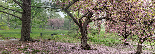 istock Prunus serrulata or Japanese Cherry 517444157