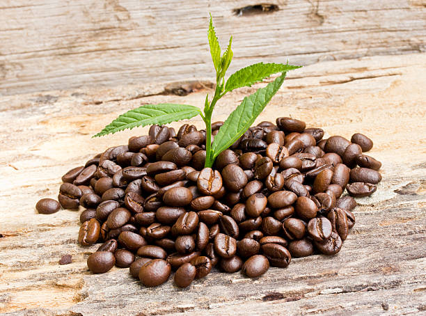 Coffee beans  and plant grow on wood stock photo
