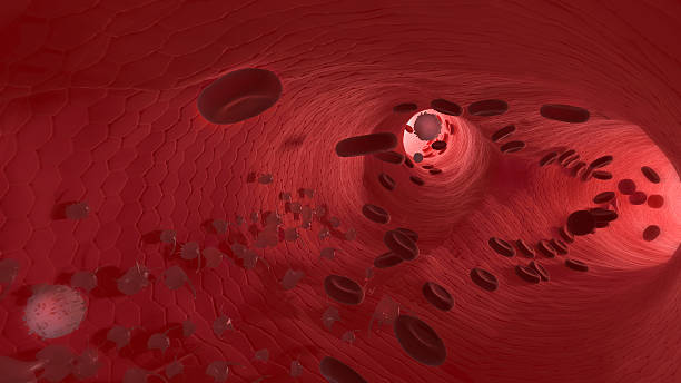 śródbłonek, medyczne 3d ilustracja-ludzkie komórki krwi, odczyn - human blood vessel human artery human cardiovascular system human vein zdjęcia i obrazy z banku zdjęć