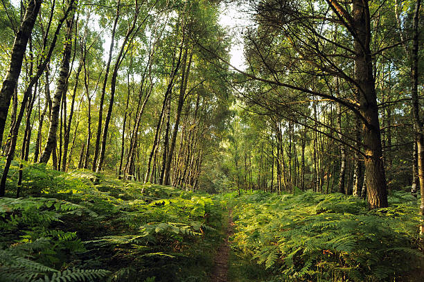 istock Path Through Woods - Stock Photo 517446347