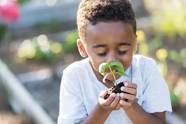 Photo of Little boy in garden, smelling fresh herbs